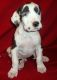 Great Dane Puppies for sale in Ashburn, VA, USA. price: $400