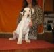 Great Dane Puppies for sale in Kansas City, KS, USA. price: NA