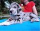 Great Dane Puppies for sale in Buffalo, NY, USA. price: NA