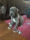 Great Dane Puppies for sale in Ashburn, GA 31714, USA. price: NA