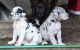 Great Dane Puppies for sale in Indianapolis, IN, USA. price: $400
