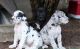 Great Dane Puppies for sale in Des Moines, IA, USA. price: $400