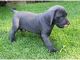 Great Dane Puppies for sale in Oakland, CA, USA. price: NA
