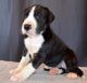 Great Dane Puppies for sale in Lexington, KY, USA. price: NA
