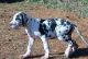 Great Dane Puppies for sale in Columbus, MT 59019, USA. price: $500