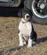 Great Dane Puppies for sale in Omaha, NE, USA. price: $400
