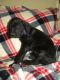 Great Dane Puppies for sale in Columbus, OH, USA. price: $800