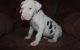Great Dane Puppies for sale in Boston, MA, USA. price: NA