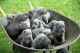 Great Dane Puppies for sale in Concord, CA, USA. price: NA