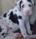 Great Dane Puppies for sale in South Bend, IN, USA. price: NA