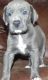 Great Dane Puppies for sale in Charlotte, NC, USA. price: NA