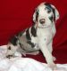 Great Dane Puppies for sale in Denver, CO, USA. price: NA