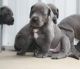 Great Dane Puppies for sale in Beaumont, TX, USA. price: NA