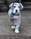 Great Dane Puppies for sale in Chattanooga, TN, USA. price: $500