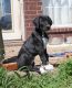 Great Dane Puppies for sale in Cleburne, TX, USA. price: NA