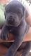 Great Dane Puppies for sale in Brandon, FL, USA. price: $1,500