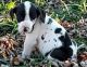 Great Dane Puppies for sale in Fairhope, AL 36532, USA. price: NA