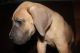 Great Dane Puppies for sale in Fairhope, AL 36532, USA. price: NA