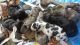 Great Dane Puppies for sale in Harrisburg, IL 62946, USA. price: NA