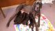 Great Dane Puppies for sale in Arriba, CO 80804, USA. price: $800