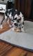 Great Dane Puppies for sale in Philadelphia, PA, USA. price: NA