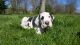 Great Dane Puppies for sale in Dayton, OH, USA. price: NA