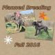 Great Dane Puppies for sale in Forest City, NC 28043, USA. price: NA