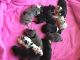 Great Dane Puppies for sale in Corcoran, CA 93212, USA. price: $600