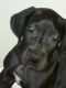 Great Dane Puppies for sale in Augusta, GA, USA. price: $750