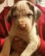Great Dane Puppies for sale in Chula Vista, CA, USA. price: NA