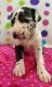 Great Dane Puppies for sale in Fairfield, CA, USA. price: NA
