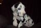 Great Dane Puppies for sale in Newark, NJ, USA. price: NA