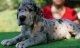 Great Dane Puppies for sale in Brandon, FL, USA. price: NA