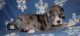 Great Dane Puppies for sale in Clearwater, FL, USA. price: NA