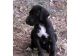 Great Dane Puppies for sale in Birmingham, AL, USA. price: NA