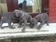 Great Dane Puppies for sale in East Lansing, MI, USA. price: $500