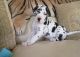 Great Dane Puppies for sale in Orlando, FL, USA. price: NA