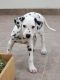 Great Dane Puppies for sale in Nebraska City, NE 68410, USA. price: NA