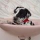 Great Dane Puppies for sale in Nebraska City, NE 68410, USA. price: $800