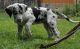 Great Dane Puppies for sale in Albany, NY, USA. price: NA
