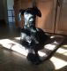 Great Dane Puppies for sale in Apple Valley, CA, USA. price: $2,000