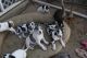 Great Dane Puppies for sale in Anaheim, CA, USA. price: $600