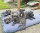 Great Dane Puppies for sale in Colorado Springs, CO, USA. price: $350