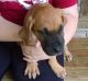 Great Dane Puppies for sale in Alpena, AR 72611, USA. price: NA