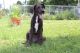Great Dane Puppies for sale in Cleveland, TX, USA. price: NA