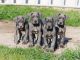 Great Dane Puppies for sale in Miami, FL, USA. price: NA