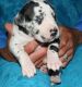 Great Dane Puppies for sale in Jacksonville, FL, USA. price: NA