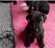 Great Dane Puppies for sale in Brooktondale, NY 14817, USA. price: NA
