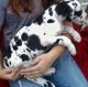 Great Dane Puppies for sale in Atlanta, GA, USA. price: NA