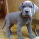 Great Dane Puppies for sale in Arlington, TX, USA. price: NA
